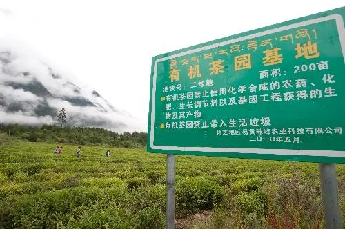 易贡茶场：世界海拔最高的茶场