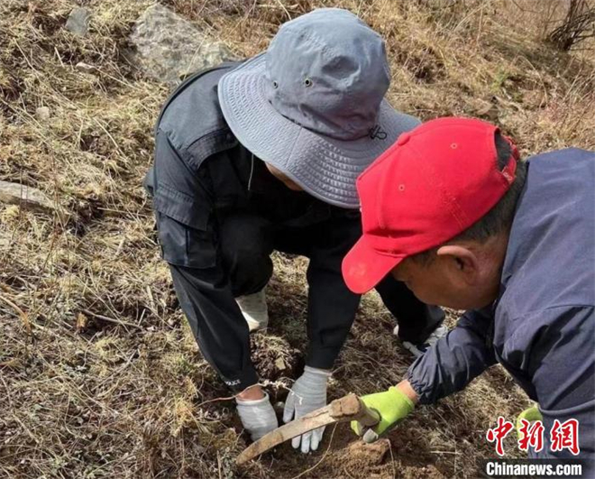 青海省玛可河林区首次野生抚育中藏药材