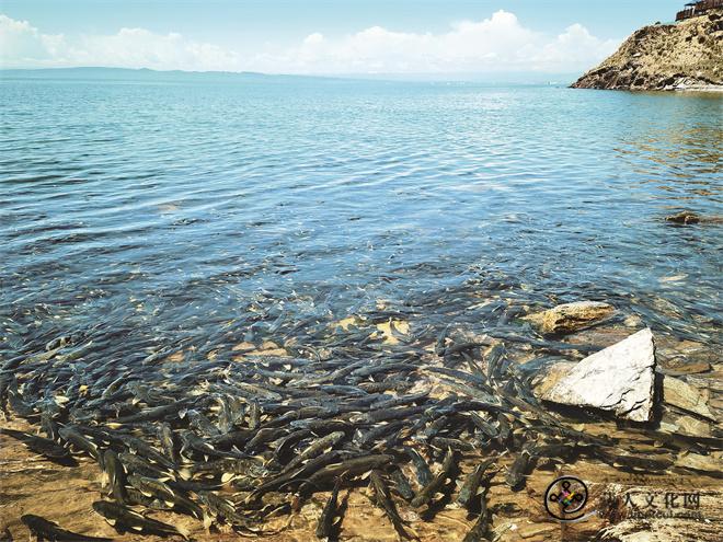 青海湖国家公园：旅游变“体验”景点变“钱袋”