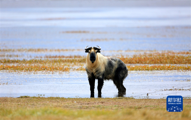 甘肃尕海则岔国家级自然保护区内首次监测到羚牛1.jpg
