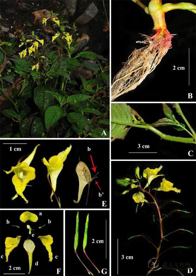 研究人员在西藏发现凤仙花属植物新物种2.jpg