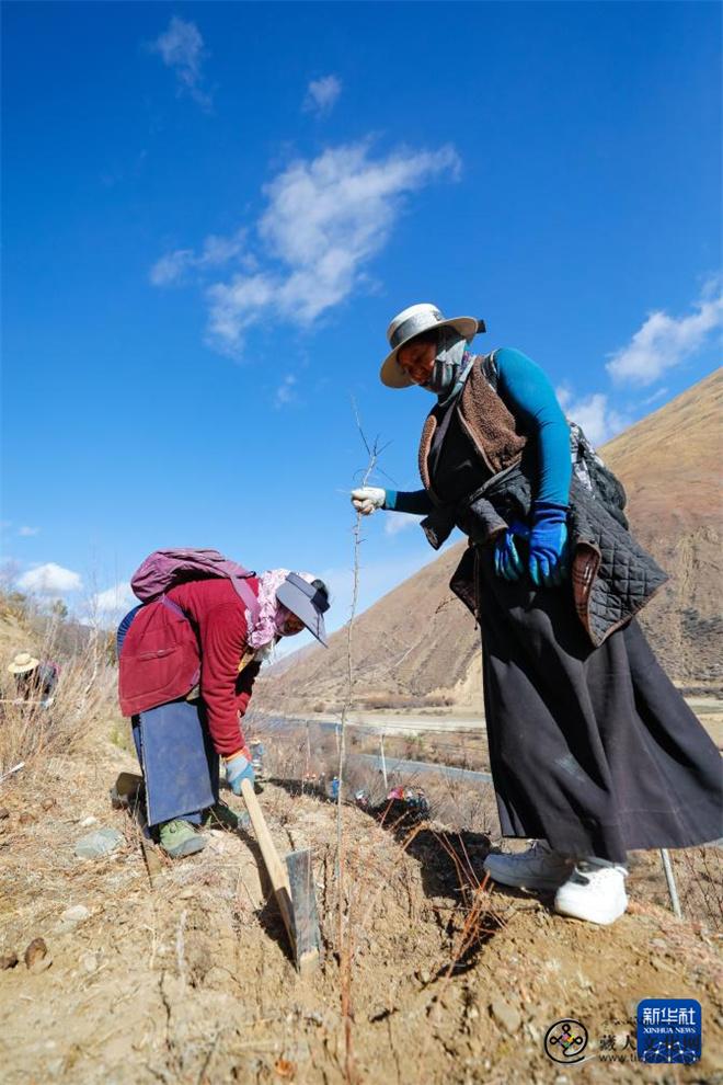 雪域“红宝石”助力高原乡村振兴6.jpg