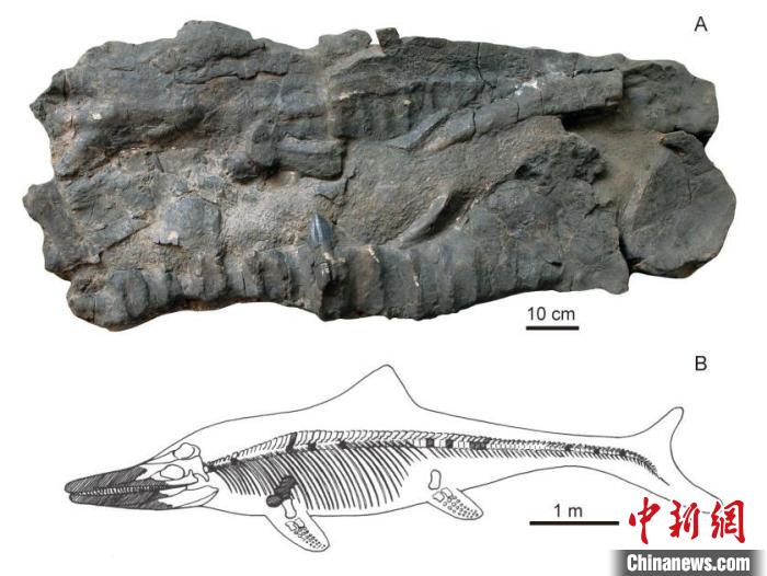 世界屋脊古海巨龙现身 中国科学家再次发现2亿年前“喜马拉雅鱼龙”1.jpg